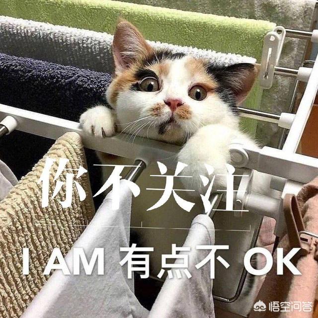 脸型发腮是什么意思:猫怎样就是发腮？我家这样的算发腮吗？