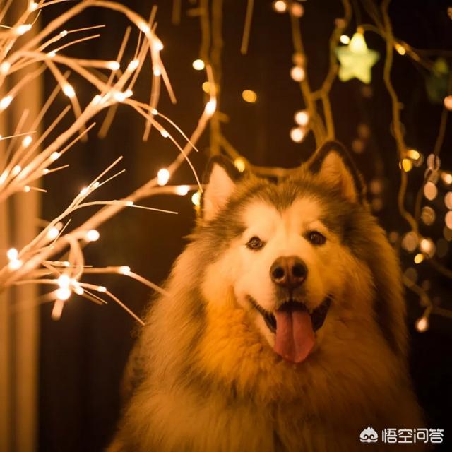 狗狗地图截图:狗狗靠什么辨别方向，靠什么找到家？