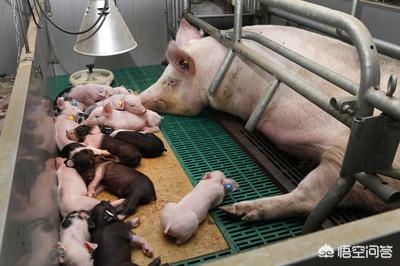 哺乳期狗狗食欲不振:狗狗产后抑郁有什么表现，哺乳期狗狗怎么喂？