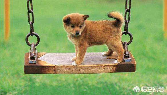 宠物地带美卡犬:上班族做不到天天遛狗，适合养什么犬种？
