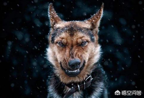 宠物地带美卡犬:上班族做不到天天遛狗，适合养什么犬种？