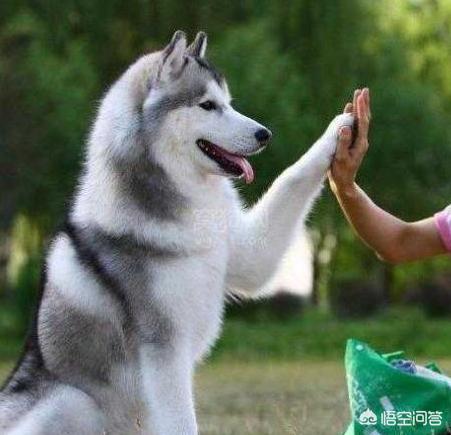哈斯其狗图片大全:细数那些被哈士奇带偏的狗狗们？