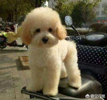白色贵妇犬图片大全:泰迪狗的毛有几种颜色？白色的泰迪狗好看吗？