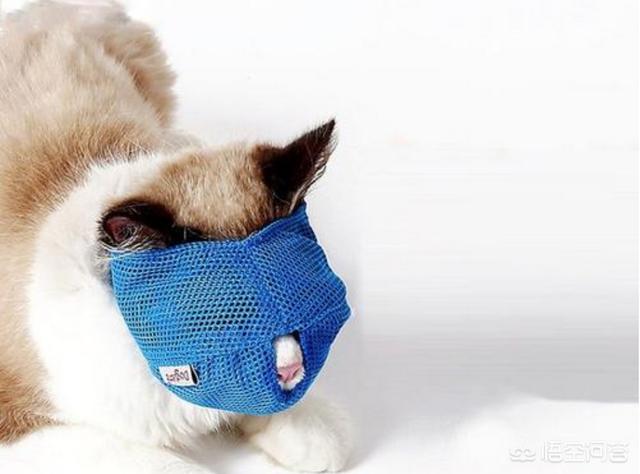 猫指甲套对猫的危害是什么:养猫不给猫剪指甲会发生什么？