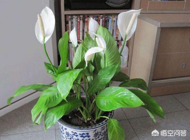 一帆风顺怎么养:一帆风顺冬天变什么样子？怎么养好？