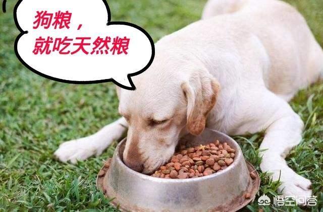小孩 狗:孩子和狗狗相处需要注意什么？