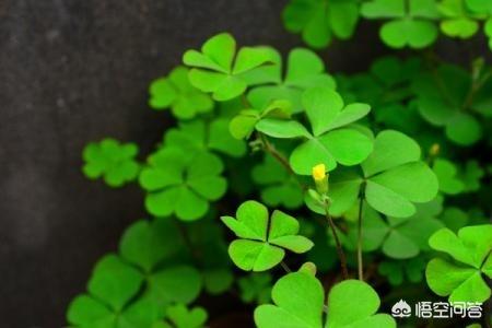 养羊适合种植什么植物当饲料好？