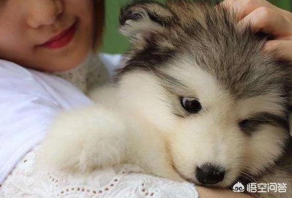 女人和大型狗狗分不开:女生养大型犬有什么好处与坏处吗？