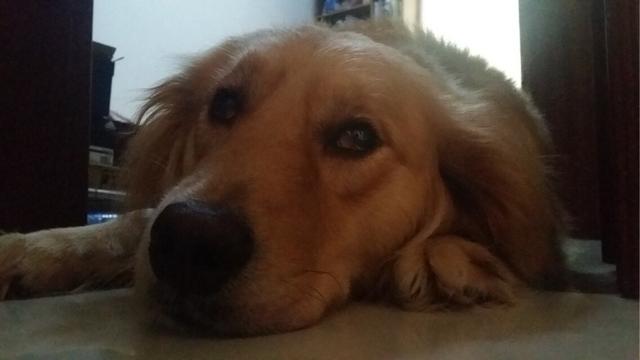 金毛犬图片:大家有养过金毛吗，有什么经验可以分享吗？ 金毛犬图片 价格