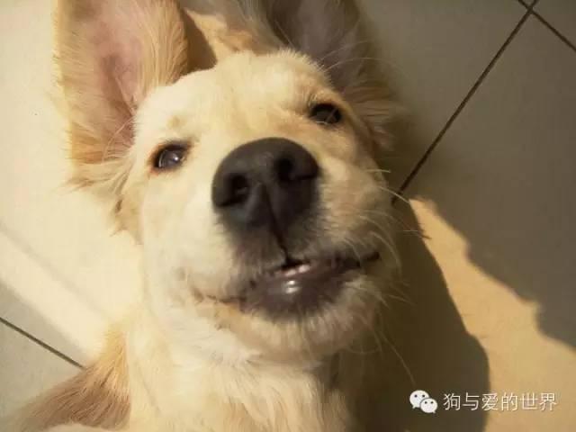 神烦狗doge抱枕3d图片下载:前男友的礼物你是怎么处理的？