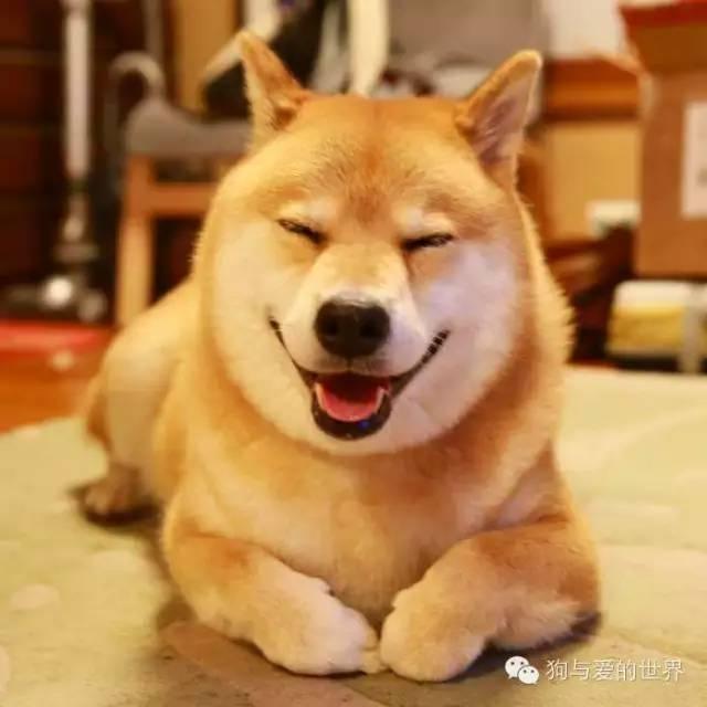 神烦狗doge抱枕3d图片下载:前男友的礼物你是怎么处理的？