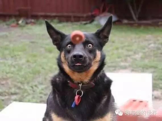 神烦狗doge抱枕3d图片下载:前男友的礼物你是怎么处理的？