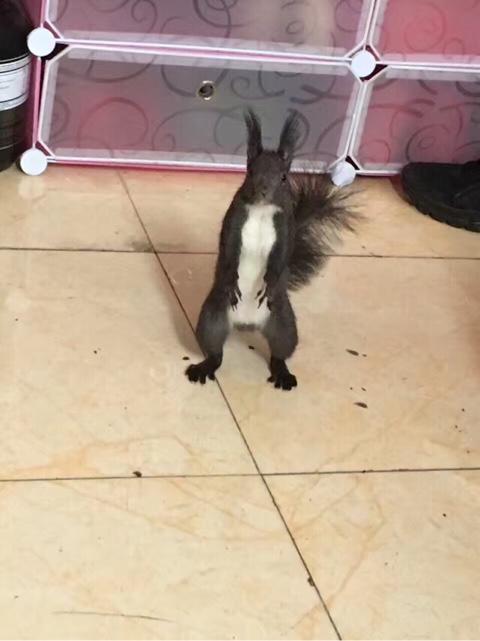 西安魔王松鼠:魔王松鼠怎么散养，排泄物怎么处理？