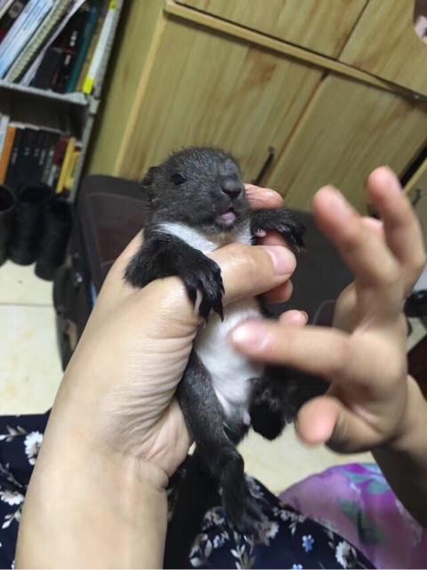 西安魔王松鼠:魔王松鼠怎么散养，排泄物怎么处理？