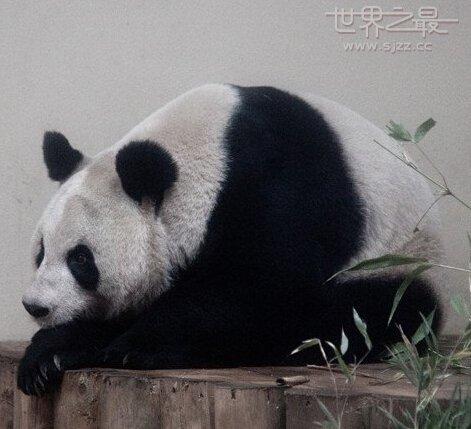 北极熊克努特:世界上十大动物园是那些？分别介绍一下？ 北极熊克努特英语绘本