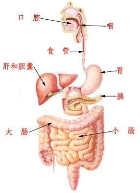 大肠和小肠的位置图片图片