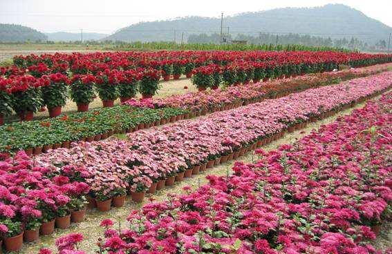 头条问答 - 本人想创业做花卉种植基地,类似于多肉植物,好做吗,前景