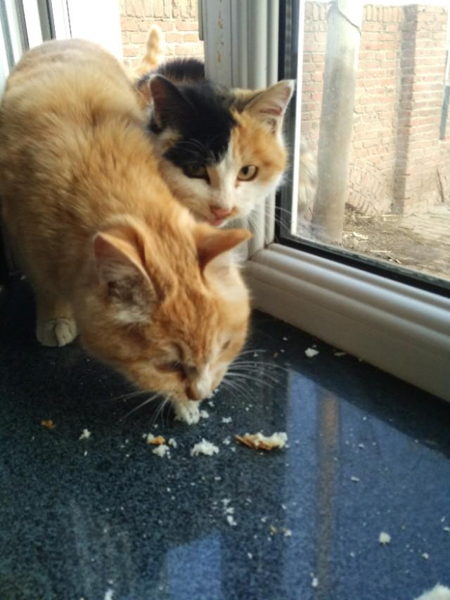 可爱猫咪萌宠图片:你见过哪些漂亮的猫咪，有多漂亮？