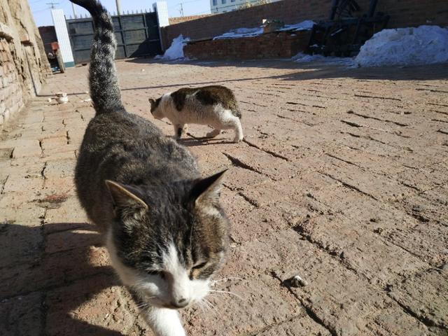 可爱猫咪萌宠图片:你见过哪些漂亮的猫咪，有多漂亮？