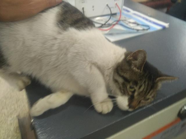 可爱猫咪萌宠图片:你见过哪些漂亮的猫咪，有多漂亮？