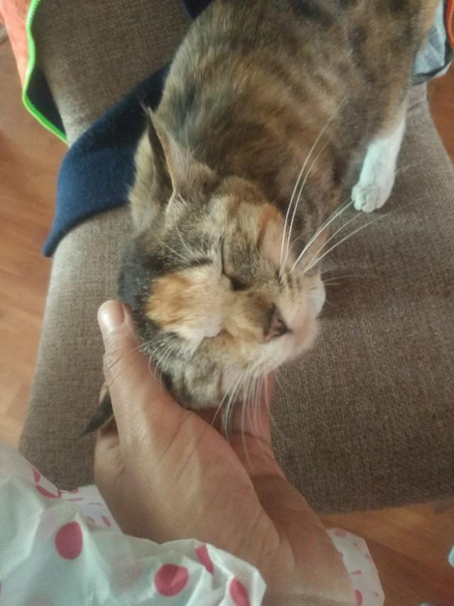 可爱猫咪萌宠图片:你见过哪些漂亮的猫咪，有多漂亮？