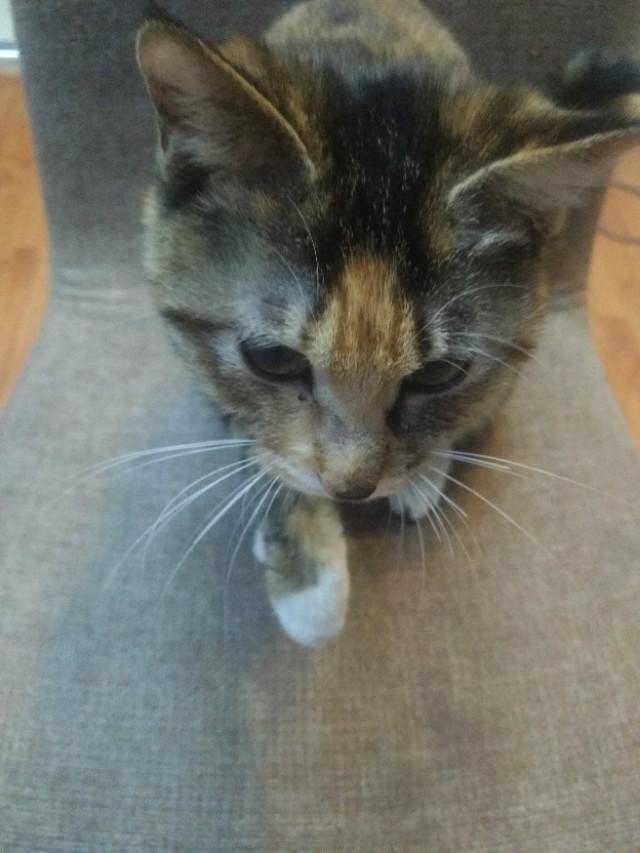 可爱猫咪萌宠图片:你见过哪些漂亮的猫咪，有多漂亮？