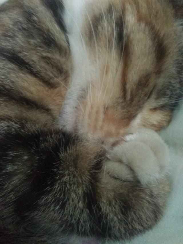 可爱猫咪萌宠图片:你见过哪些漂亮的猫咪，有多漂亮？
