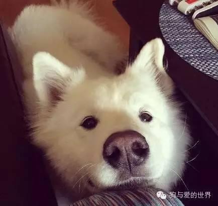 神烦狗doge抱枕3d图片下载:前男友的礼物你是怎么处理的？