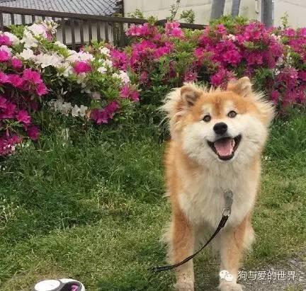 神烦狗doge抱枕3d图片下载:前男友的礼物你是怎么处理的？