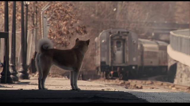 德国牧羊犬电影:电影《一条狗的使命》中的主角一共活了几生？ 吉娃娃和德国牧羊犬的电影
