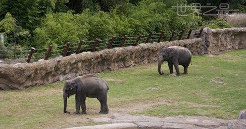 北极熊克努特:世界上十大动物园是那些？分别介绍一下？ 北极熊克努特英语绘本