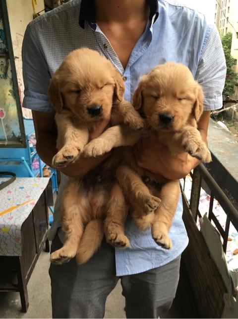 两岁金毛犬价格:我想养一只金毛，金毛一个月大概要花多少钱？ 2岁金毛犬价格