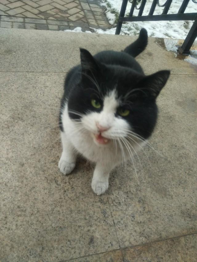 可爱猫咪萌宠图片:你见过哪些漂亮的猫咪，有多漂亮？