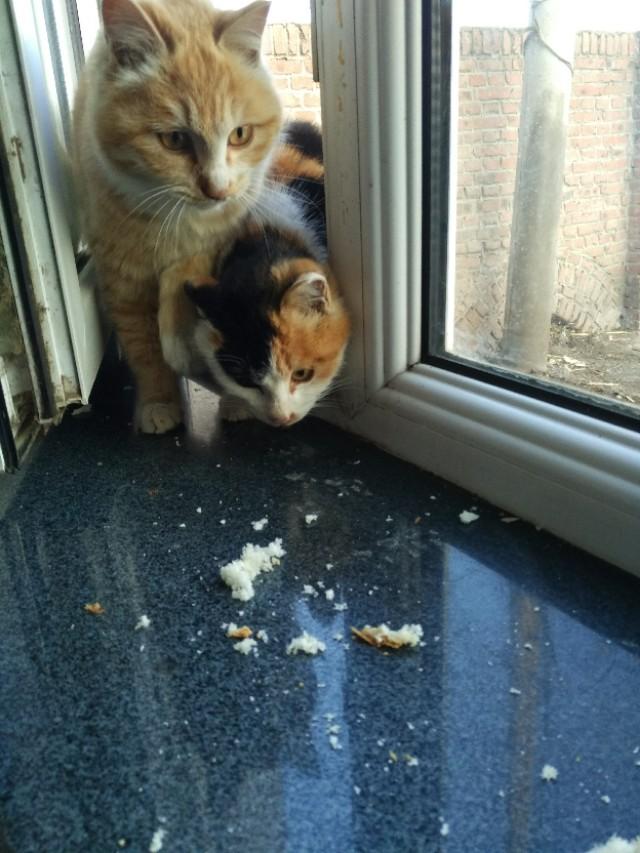 可爱猫咪萌宠图片:你见过哪些漂亮的猫咪，有多漂亮？