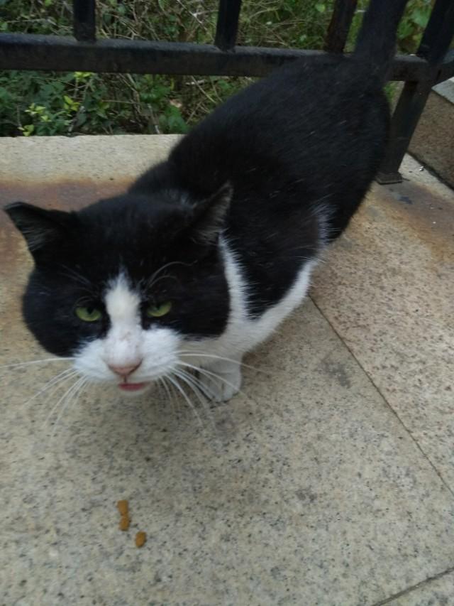 可爱猫咪萌宠图片:你见过哪些漂亮的猫咪，有多漂亮？