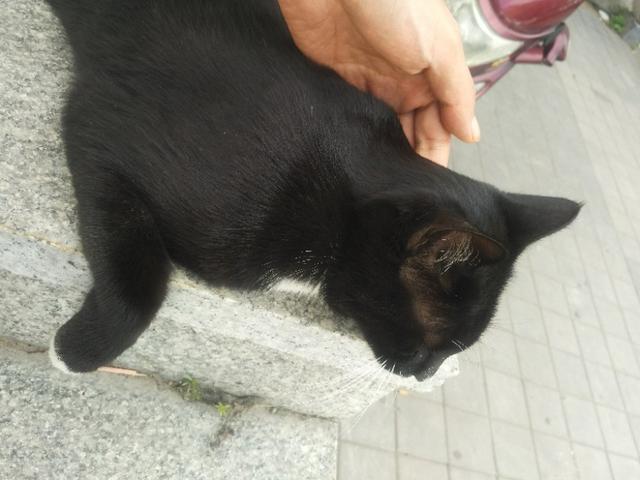 可爱猫咪萌宠图片:你见过哪些漂亮的猫咪，有多漂亮？