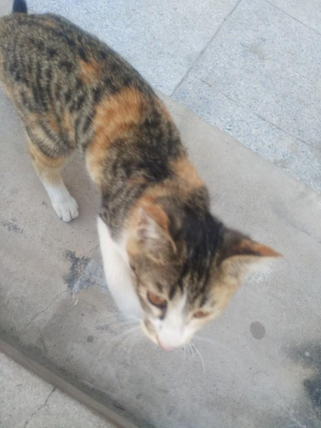 可爱猫咪萌宠图片:你见过哪些漂亮的猫咪，有多漂亮？
