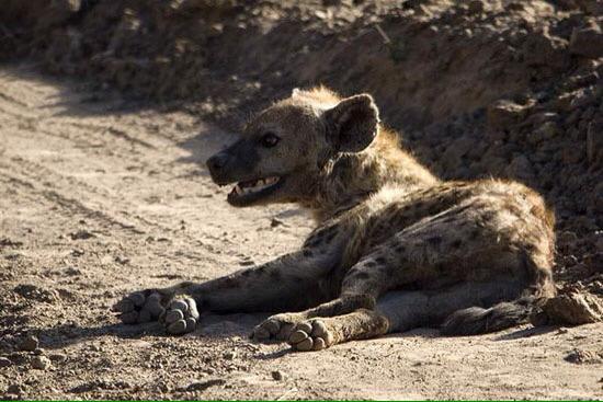 草原的鬣狗为什么钟情于掏肛？:鬣狗读音 第12张