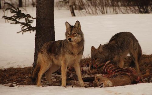 超大型犬杂交研究所:狼和哈士奇可以杂交产生后代，那它们的后代具有生殖能力嘛？