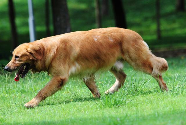 黑色金毛犬图片多少钱:请问纯种金毛幼犬要多少钱？