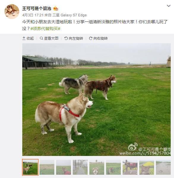 王思聪微信多少:王思聪悬赏100万找狗是怎么回事？