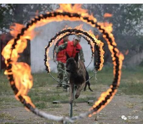 搜救犬阿虎:搜救犬阿虎的片头曲 具备什么样的条件才能成为搜救犬？