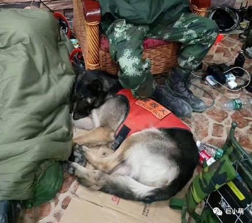 搜救犬 白瑞:贵州铜仁蓝天救援队两只搜救犬被毒，对此你怎么看？