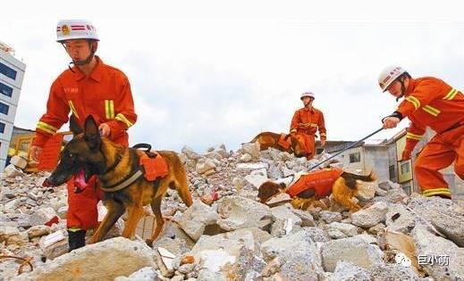 搜救犬阿虎:搜救犬阿虎的片头曲 具备什么样的条件才能成为搜救犬？