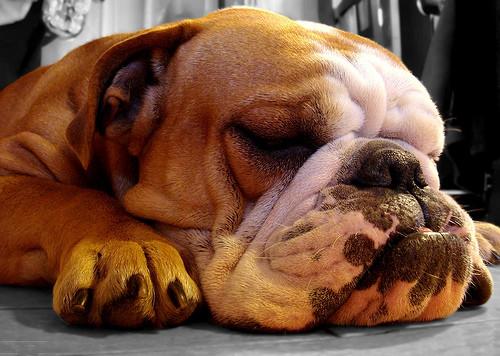黑色纽芬兰犬:你见过最懒的狗狗有多懒？