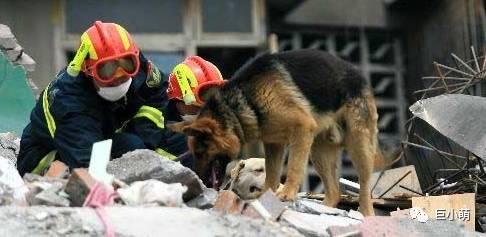 搜救犬阿虎:搜救犬阿虎的片头曲 具备什么样的条件才能成为搜救犬？