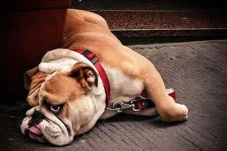 黑色纽芬兰犬:你见过最懒的狗狗有多懒？