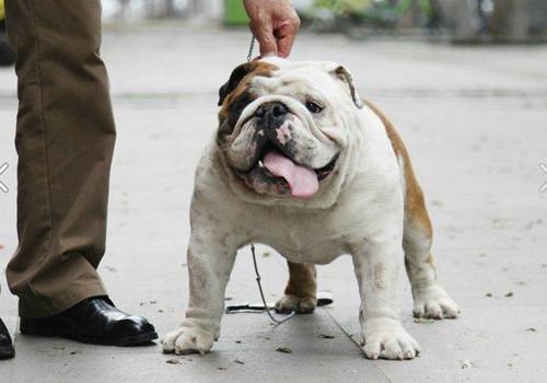 黑色纽芬兰犬:你见过最懒的狗狗有多懒？