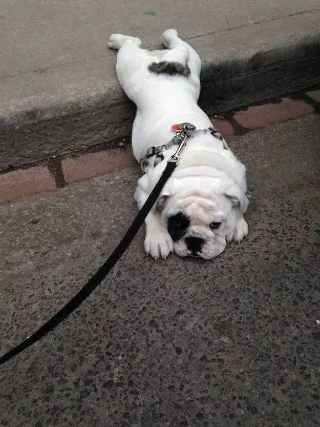黑色纽芬兰犬:你见过最懒的狗狗有多懒？