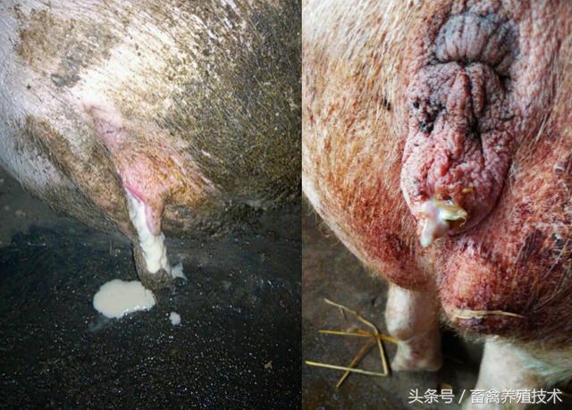 服从调剂母猪产后护理专业:母猪产后需要注意些什么？